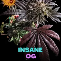 Insane OG